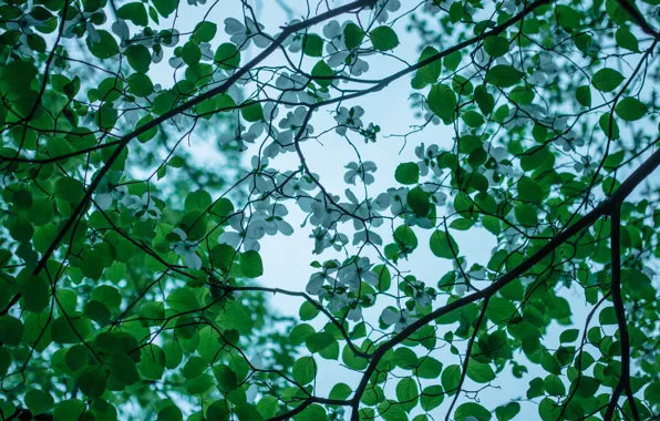 Branches, tree, spring, flowering, dogwood