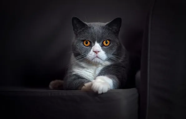 Cat, cat, look, pose, the dark background, grey, sofa, lies