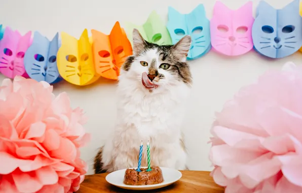 Language, cat, cat, look, flowers, pose, table, holiday