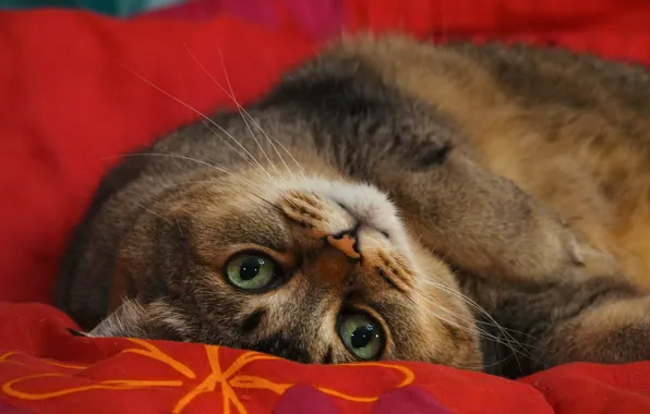 Cat, cat, look, red, blanket, green eyes, thick, chubby