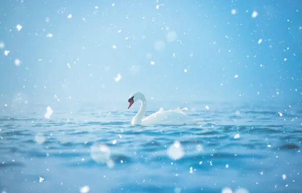 Water, glare, bird, treatment, fluff, Swan, blue background, bokeh