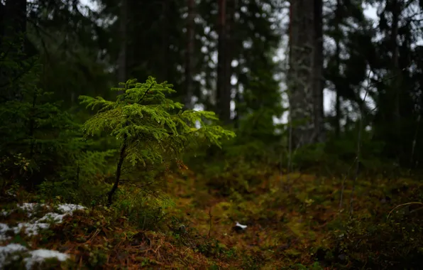 Picture forest, trees, branches, needles