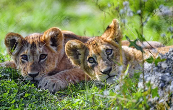 Picture grass, face, pair, lies, a couple, lion, bokeh, two lion