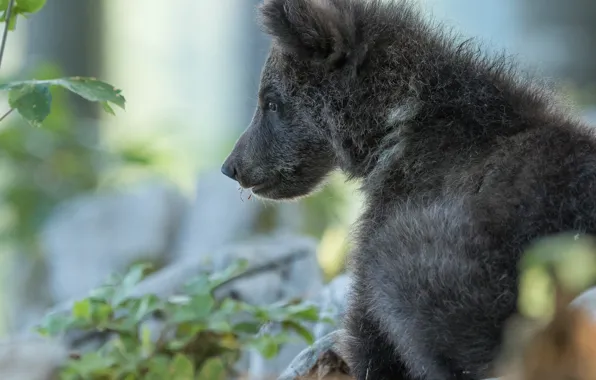 Picture portrait, bear, profile, bear, bokeh