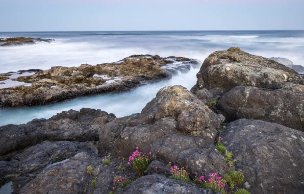 Sea, flowers, stones, rocks, shore