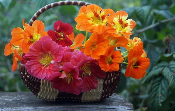 Greens, flowers, basket, garden, bokeh, Nasturtium, nasturtium
