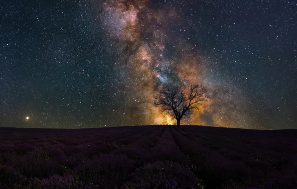 TREE, HORIZON, The SKY, FIELD, NIGHT, STARS, FLOWERS, PLAIN