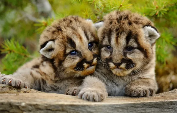 Small, Puma, cubs, mountain lion, Cougar