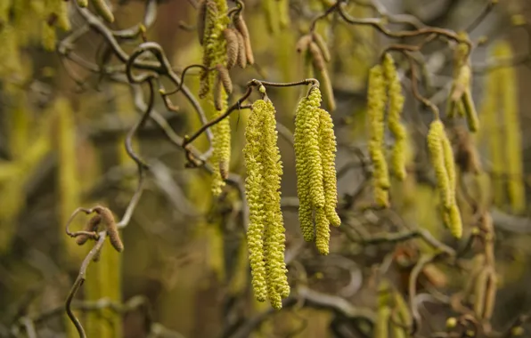 Branches, tree, spring, green, earrings, bokeh, walnut