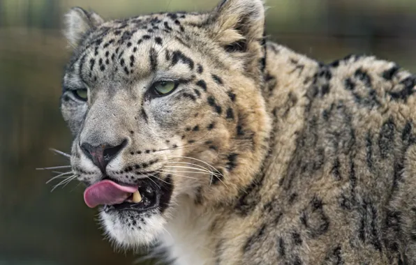 Language, cat, look, face, IRBIS, snow leopard, ©Tambako The Jaguar