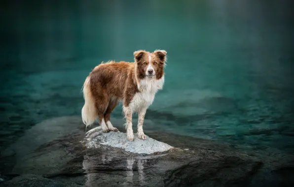 River, each, dog