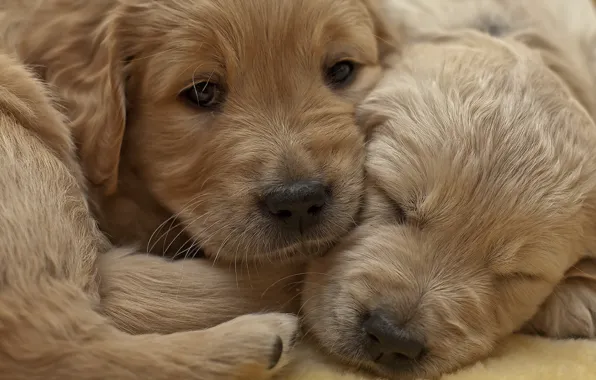 Picture dogs, comfort, puppies