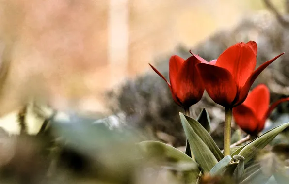 Leaves, tulips, red, wild, bokeh