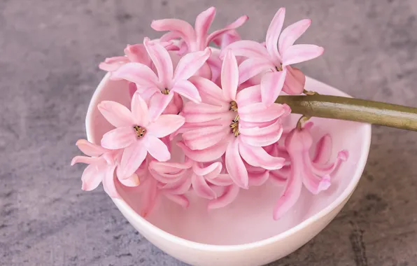 Picture macro, flowers, sprig, petals, Cup, pink, gently, composition