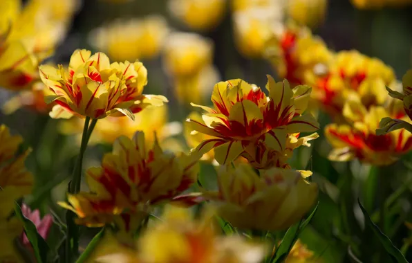 Picture light, flowers, yellow, bright, spring, garden, tulips, flowerbed