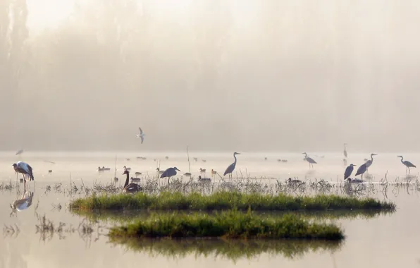 Birds, nature, fog, lake, morning