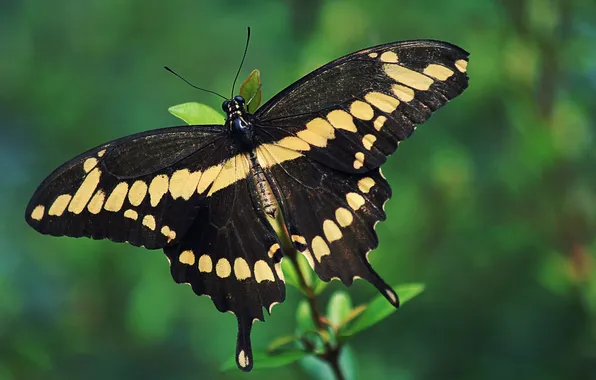 Leaves, microsemi, butterfly, wings, insect, beautiful, closeup