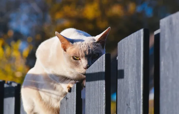 Picture cat, cat, the fence, Koshak