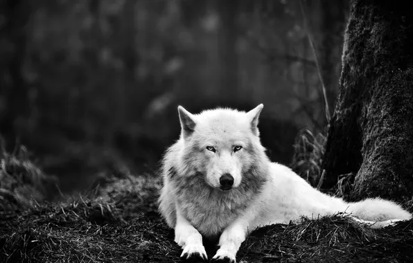 Picture FOREST, LOOK, TREE, WHITE, TRUNK, Black and WHITE, WOLF