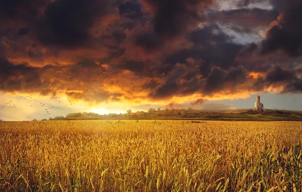 Wheat, field, the sky, clouds