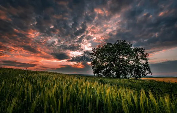 Picture the sky, grass, clouds, landscape, sunset, nature, tree