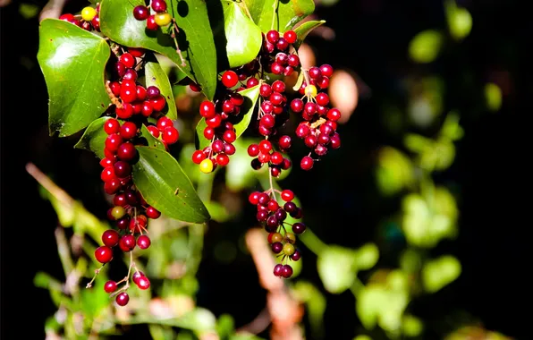 Picture leaves, berries, plant, fruit, red, bunches
