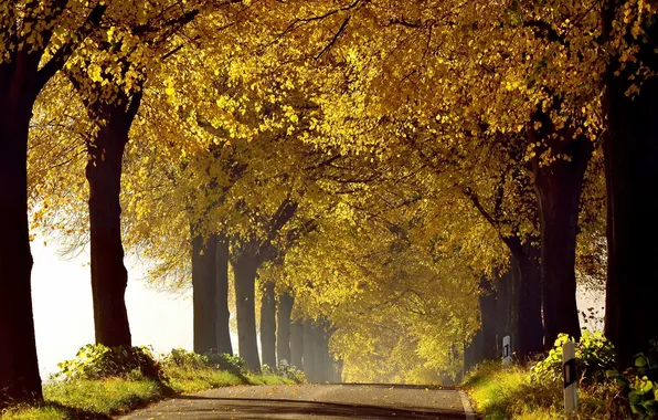 Picture road, autumn, morning