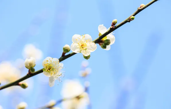 Picture the sky, tree, branch, spring, flowering, fruit