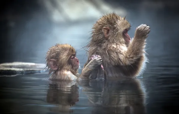 Water, bathing, monkey, cub, Japanese macaque, Japanese macaque