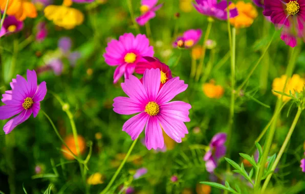 Field, summer, the sky, flowers, colorful, summer, pink, field