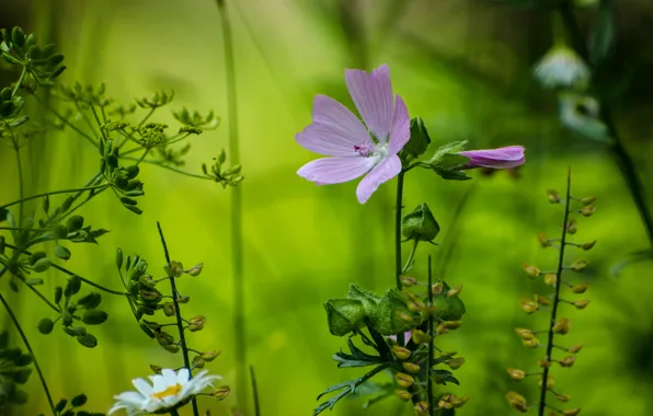 Forest, flower, macro, petals, Daisy