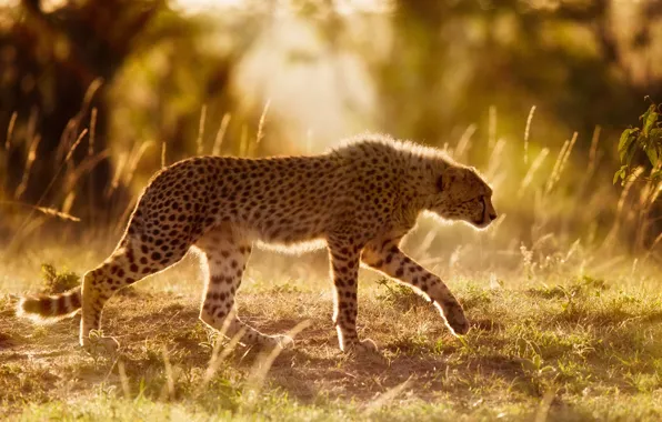 Cheetah, Africa, wild cat