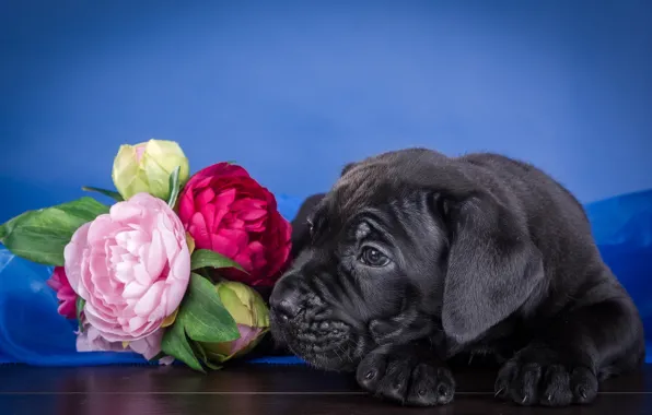 Picture flowers, puppy, cane Corso