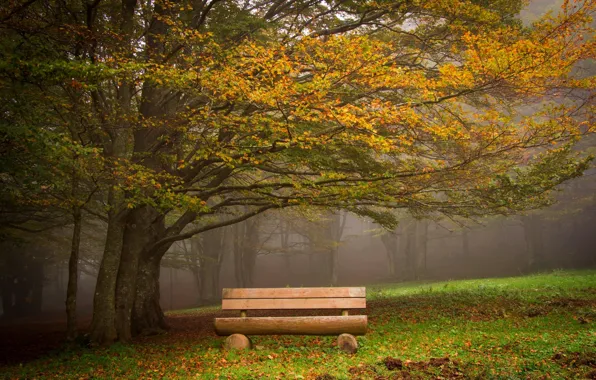 Picture autumn, grass, leaves, trees, bench, nature, Park, colors