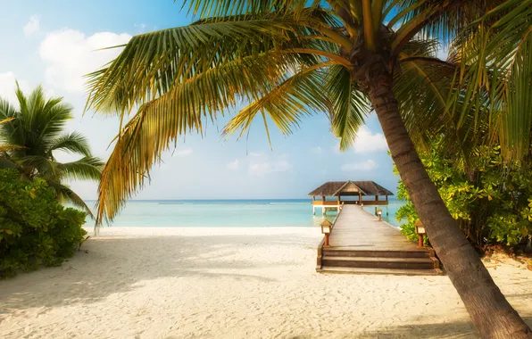 Sand, sea, wave, beach, summer, the sky, palm trees, shore