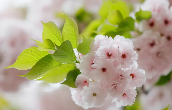 Picture macro, cherry, branch, Sakura, flowering, flowers