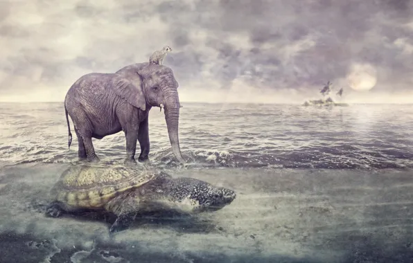Sea, animal, elephant, turtle