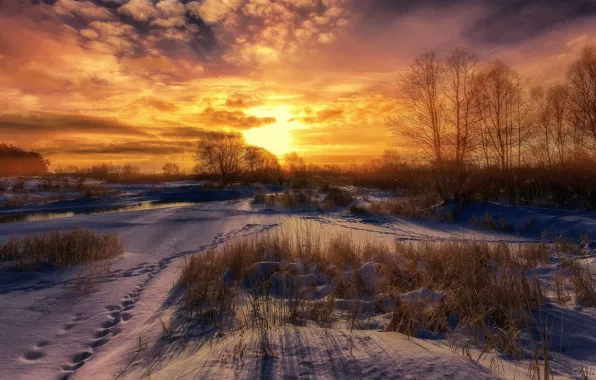 Winter, the sun, snow, trees, Aleksei Malygin