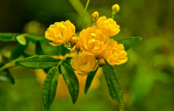 Leaves, water, drops, macro, Rosa, petals, buds, the bushes