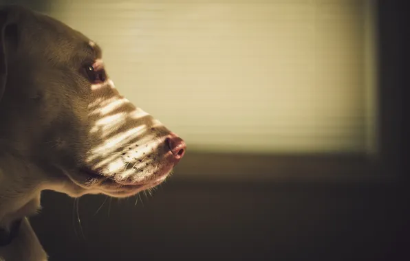 Background, home, dog