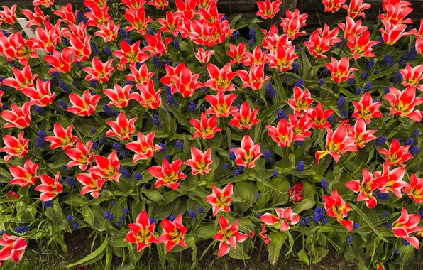 Picture spring, petals, garden, tulips, flowerbed