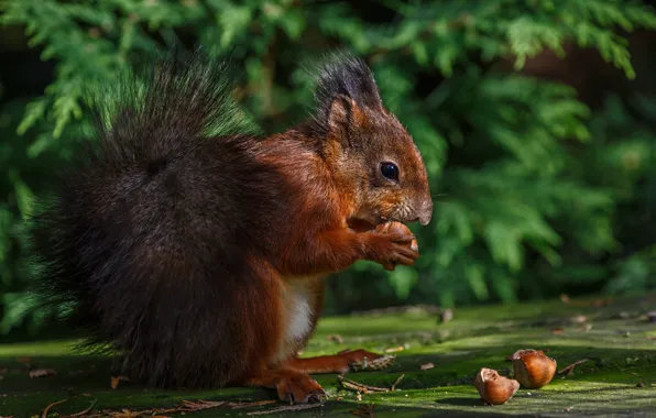 Light, foliage, protein, nuts, hazelnuts, meal