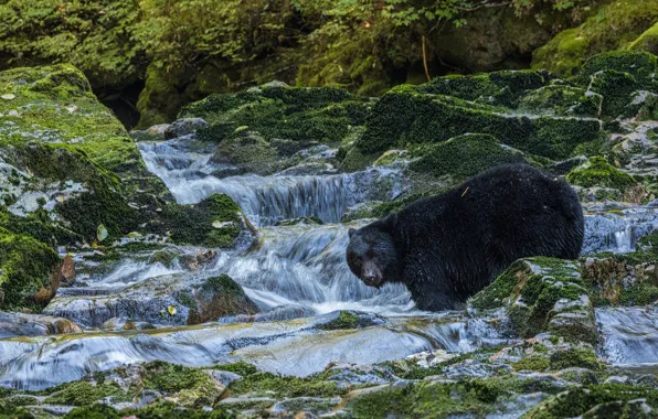 Stream, stones, moss, bear, Baribal, Black bear