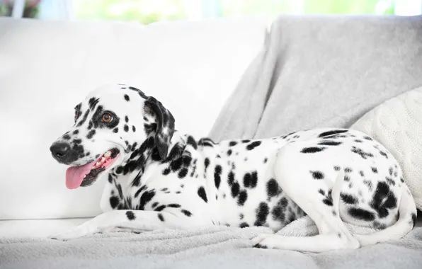 Dog, Dalmatian, dog, dalmatian