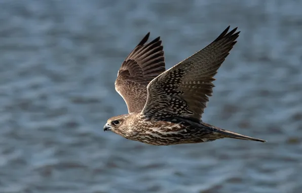 Picture background, bird, wings, feathers, beak, flight, Falcon, bokeh