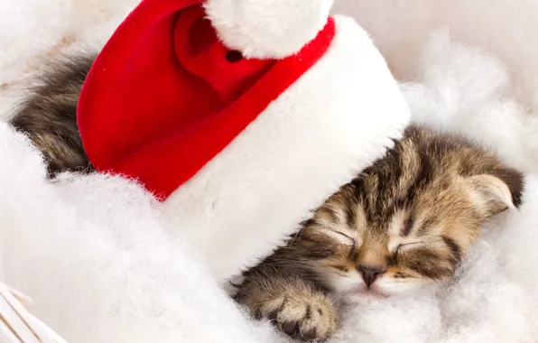 Winter, cat, kitty, hat, sleeping, red, striped, holidays