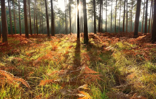Picture autumn, forest, light, trees, fern