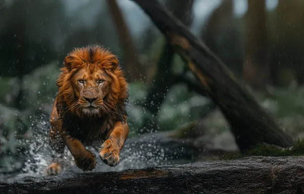 Look, Jump, Leo, Predator, Squirt, River, Digital art, Big cat