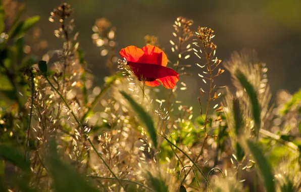 Summer, light, flowers, red, Mac, Maki, bokeh