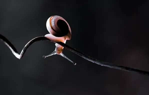 Macro, light, snail, stem, antennae, upside down, vine, twisted